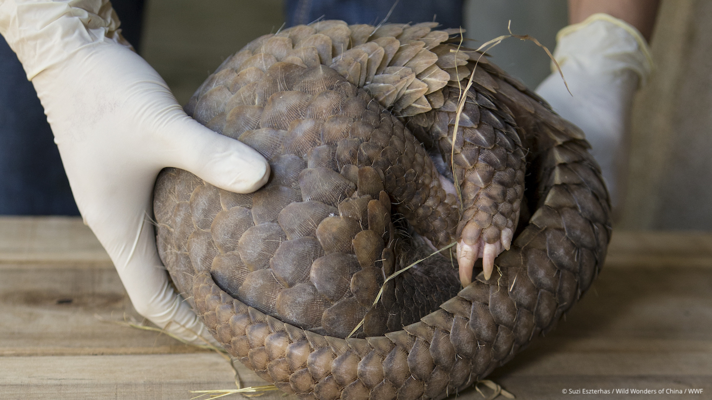 Singapore and the Illegal Trade of Pangolins
