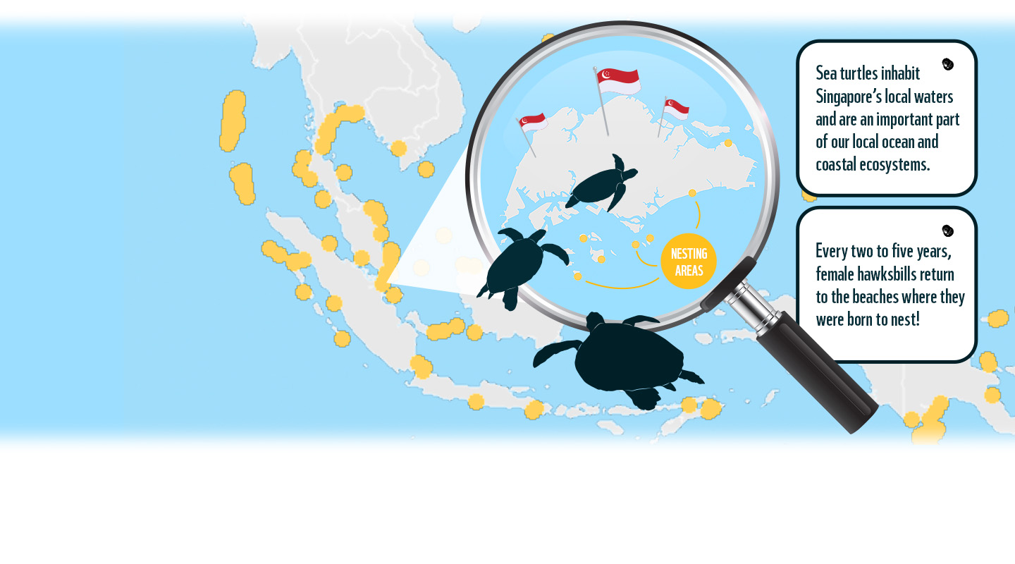 Hawksbill Turtle Nesting Areas in Southeast Asia