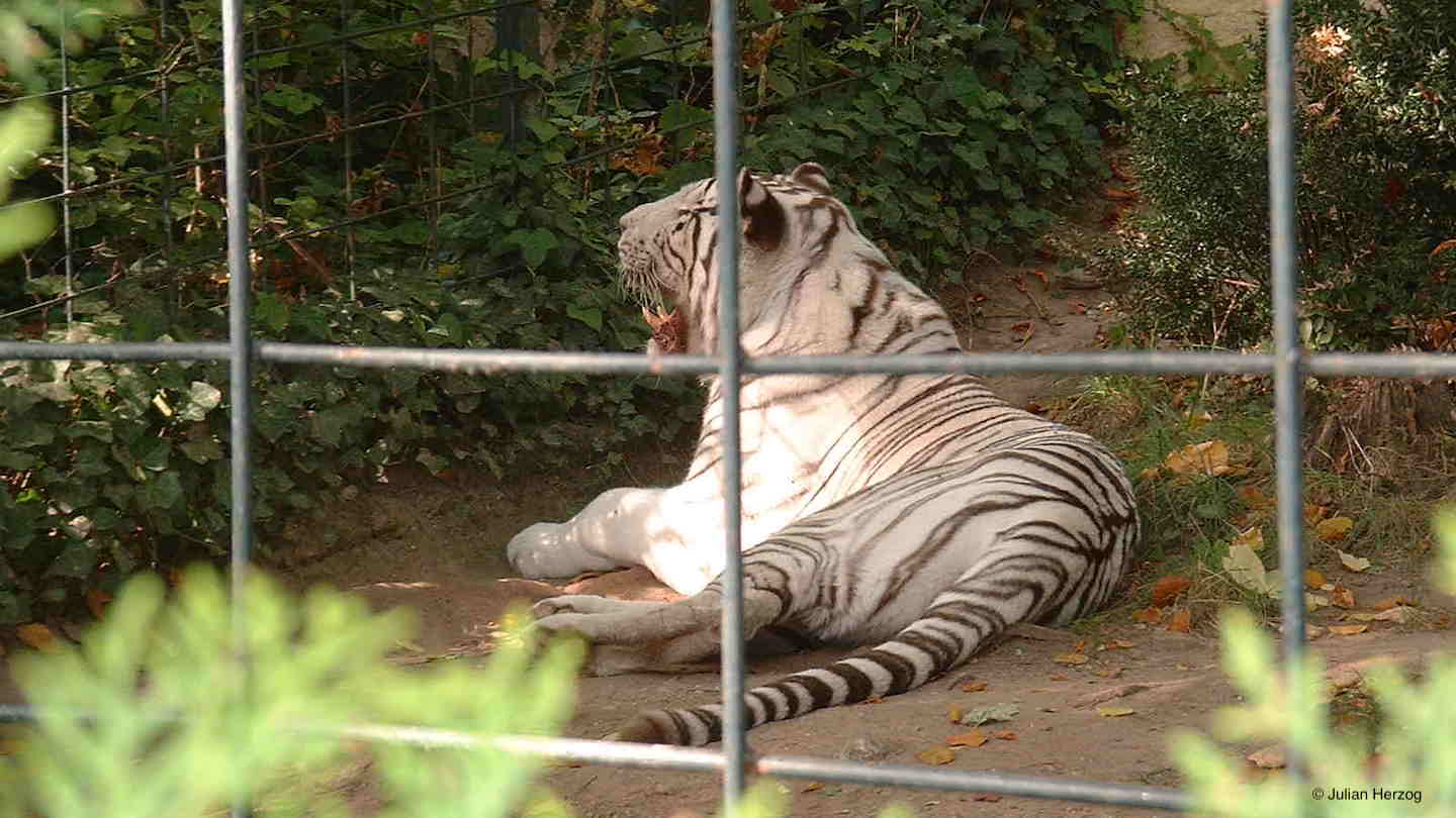 The Truth About White Tigers