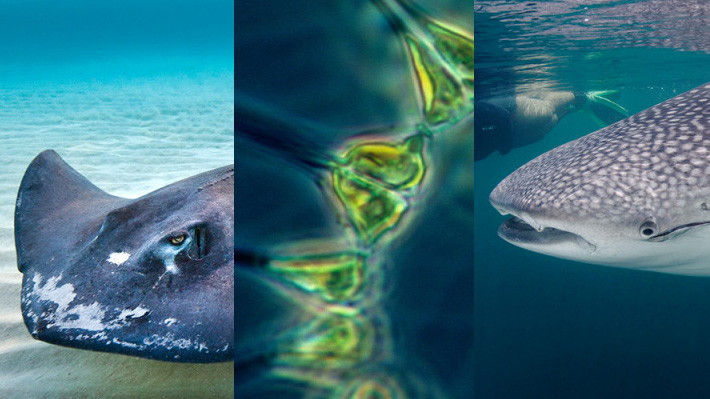 5 ways in which sharks and rays help ecosystems, other species, and people