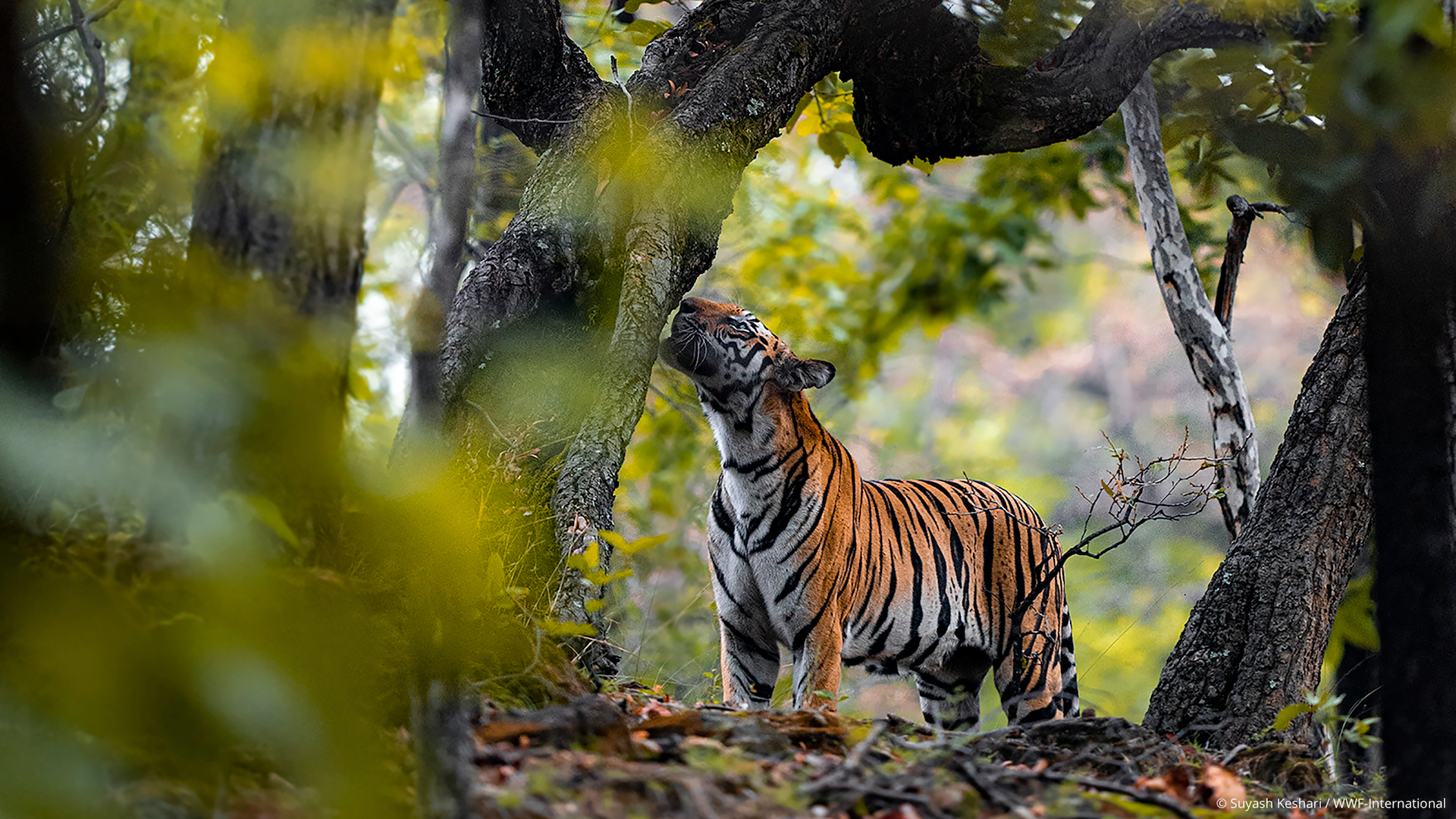 How do tigers help protect forests?
