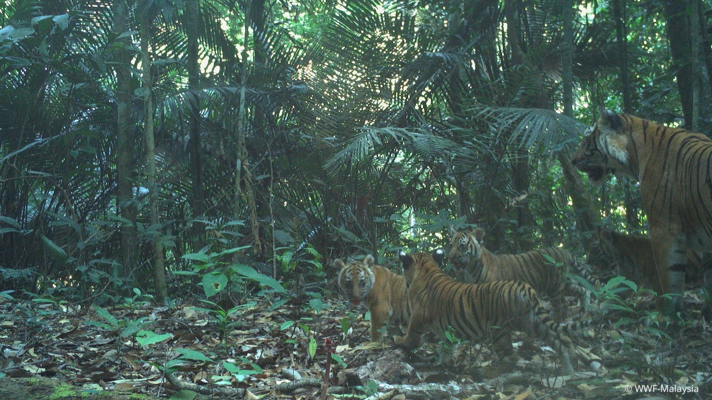 Four tiger cubs spotted on camera traps in Malaysia