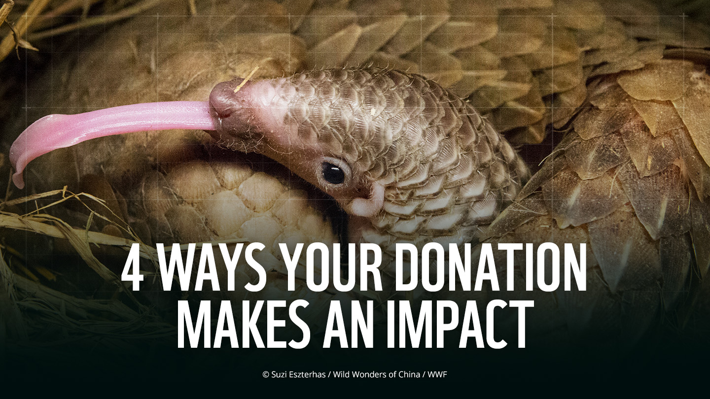 4 Ways Your Donation Will Help Save Our Pangolins