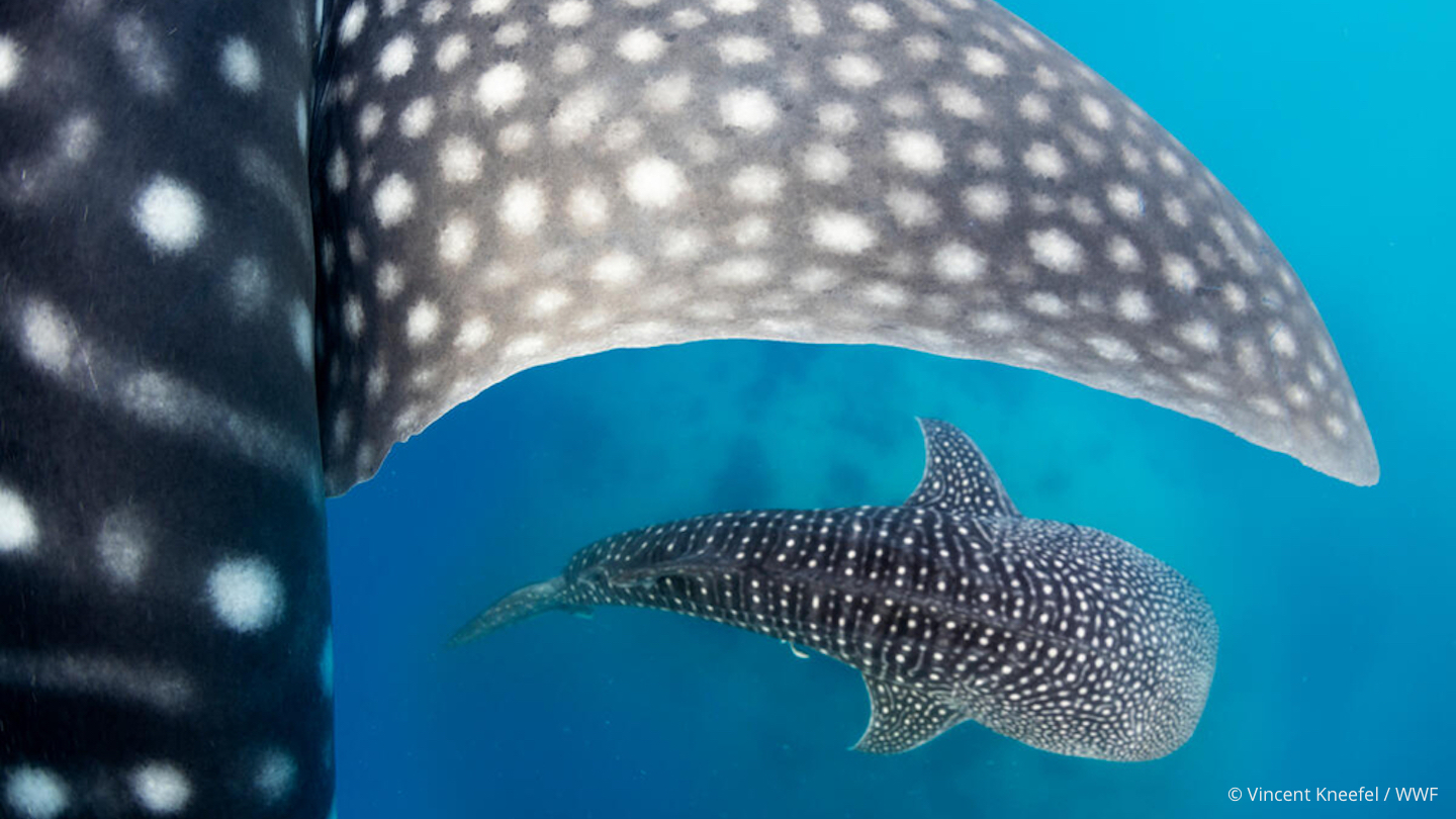 4 Incredible Whale Shark Discoveries