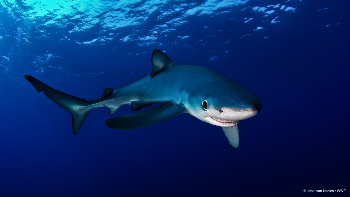4 Shark and Ray Conservation Highlights from 2020-2021
