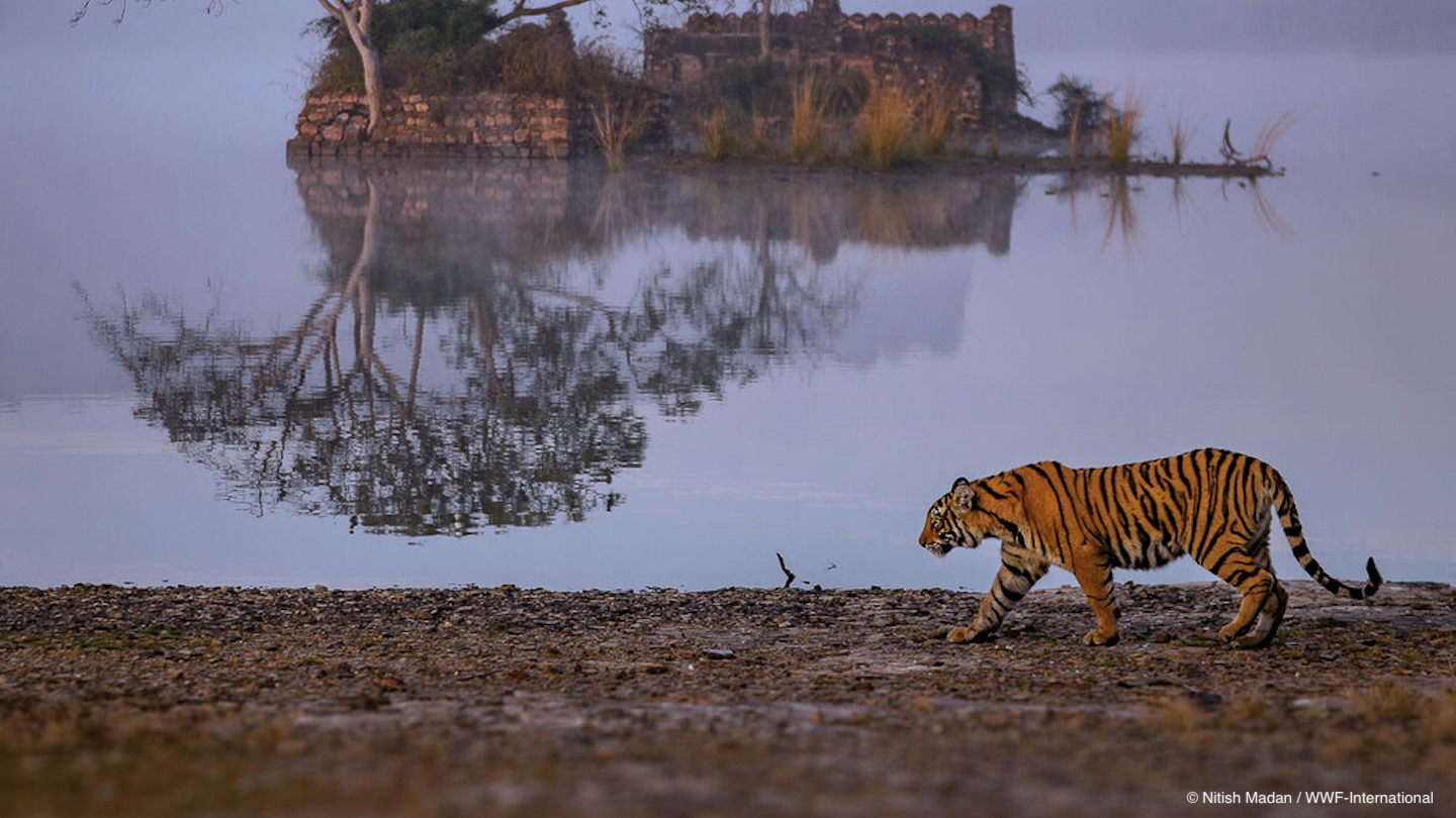 10 Ways the World Protected Tigers in 2021
