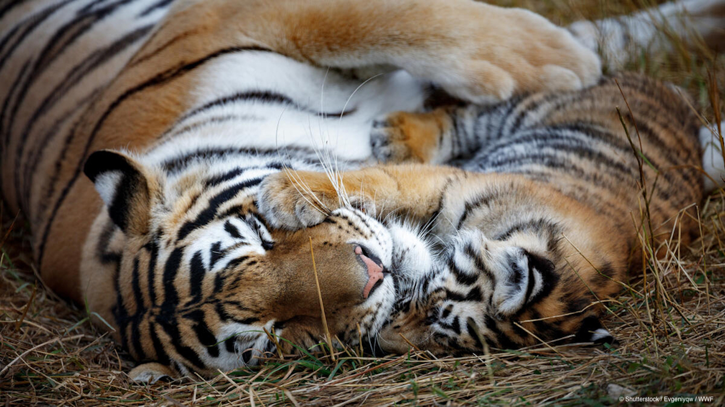 12 Ways Tigers Made a Comeback in 12 Years