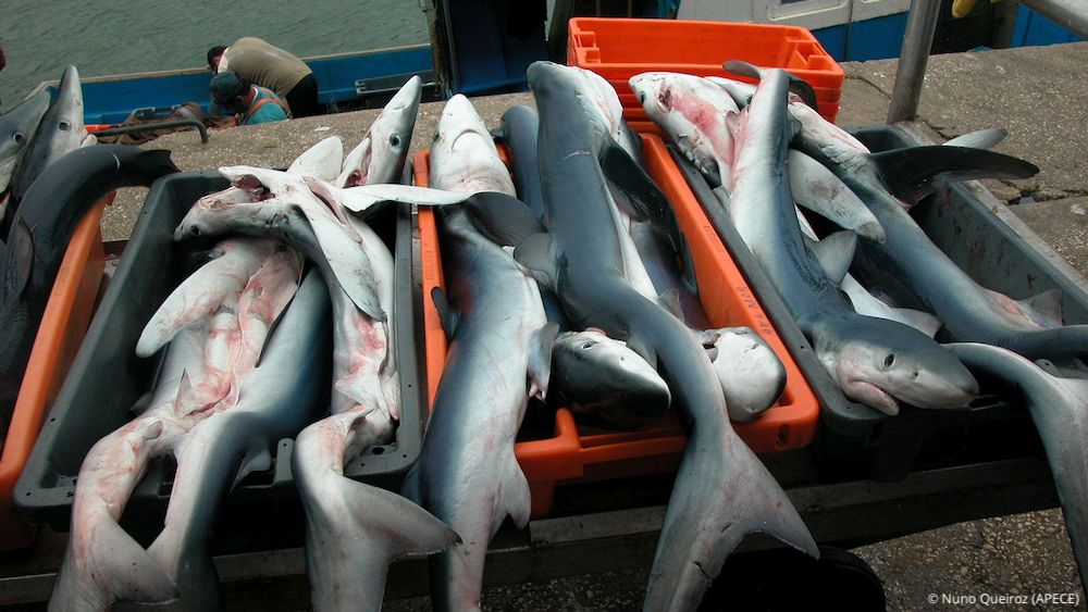 US$2.6 billion global trade in shark and ray meat feeds the ocean crisis