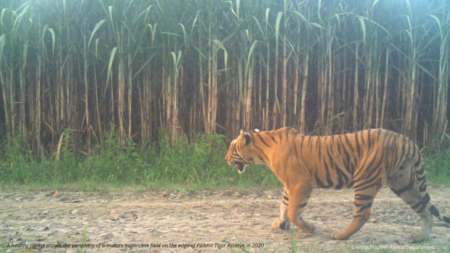 Living with Tigers… in a Fast Changing World